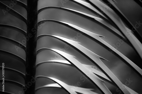Black and White Abstract closeup of Sunlit Palm Leaves