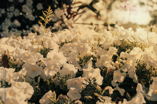 Field of cosmos flower