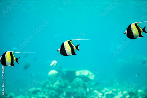 Moorish Idol Fish