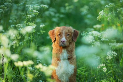 portrait of a wet dog in tall grass. Nova Scotia Duck Tolling Retriever outdoors in the woods.