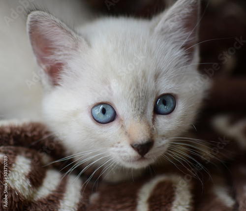 blue eye kitten