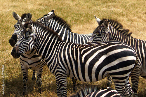Many zebras are eating grass in the Savana grassland.