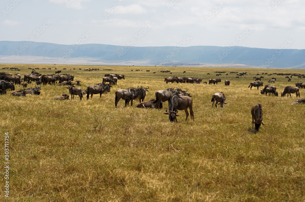 Bison buffalo in Savana grassland eating grass