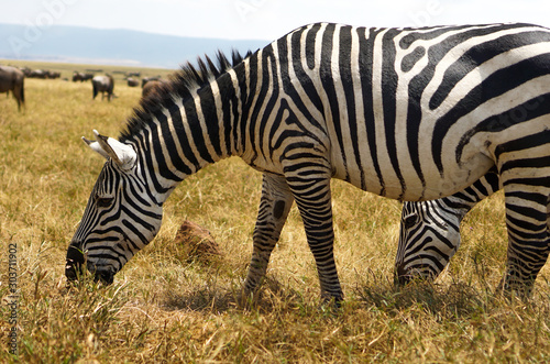 Many zebras are eating grass in the Savana grassland.