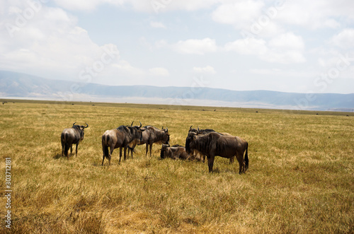 Fototapeta Naklejka Na Ścianę i Meble -  Bison buffalo in Savana grassland eating grass