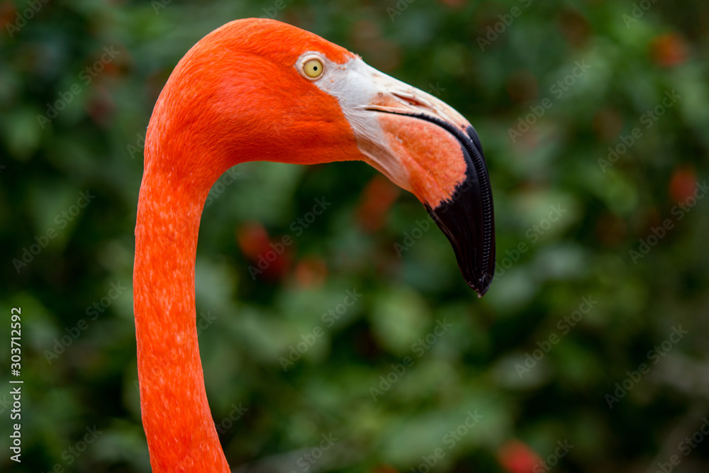 Fototapeta premium Closeup of a Flamingo in profile at the zoo
