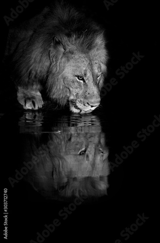 Fototapeta Naklejka Na Ścianę i Meble -  Drinking Lion