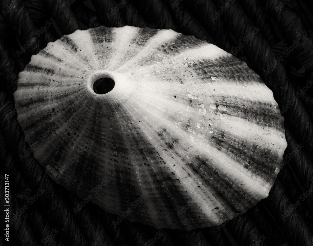 Ταπετσαρία Closeup of a Limpet Seashell in black and white