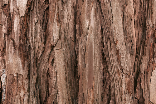 The textured bark of a young coastal redwood. Sequoia bark natural background. Close-up.