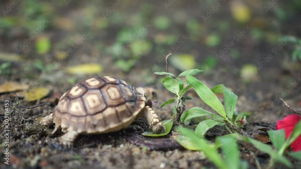 Sukata turtles are eating grass and flowers, leaves on the ground.