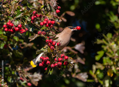 Cedar Waxwing eating a red Hawthorn berry (Bombycilla cedrorum) photo