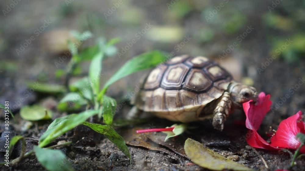 Sukata turtles are eating grass and flowers, leaves on the ground. Sukata turtles are eating grass and flowers, leaves on the ground.