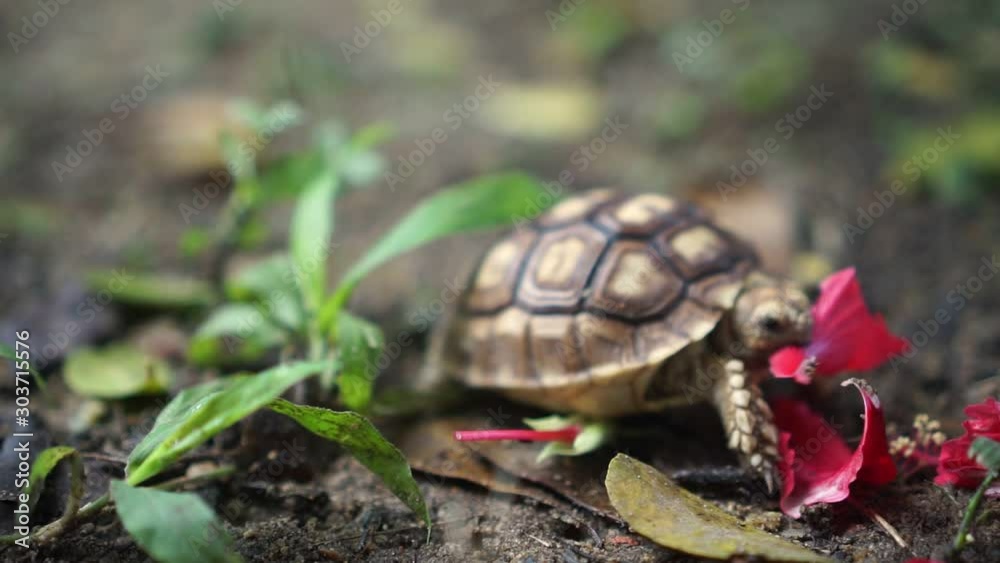 Sukata turtles are eating grass and flowers, leaves on the ground. Sukata turtles are eating grass and flowers, leaves on the ground.