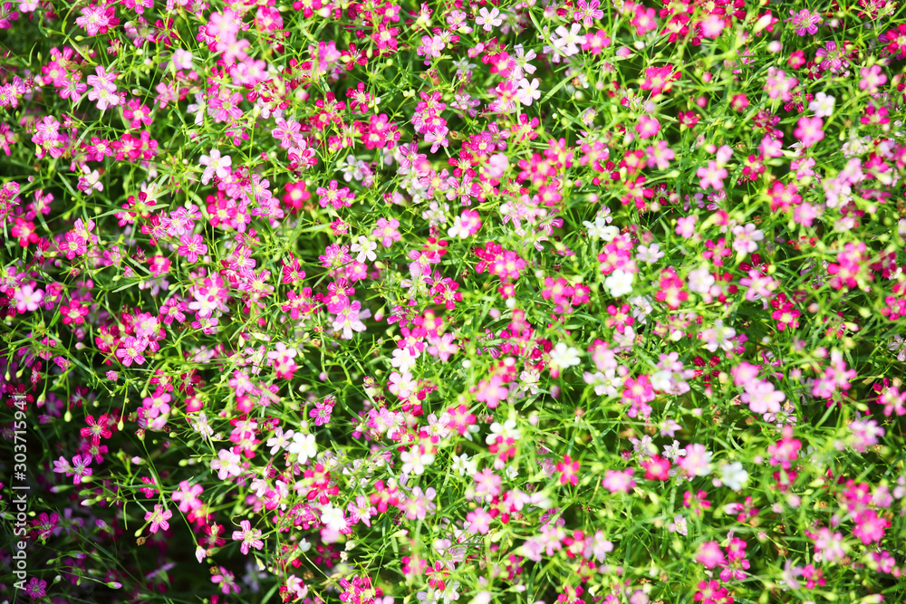 close up of colorful gypsophila flower background