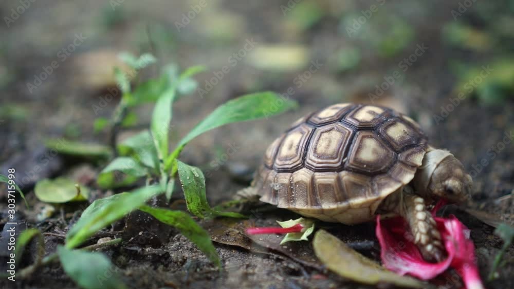 Sukata turtles are eating grass and flowers, leaves on the ground. Sukata turtles are eating grass and flowers, leaves on the ground.