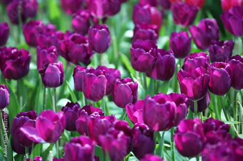 close up of beautiful tulip flower background