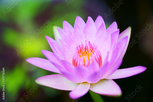 close up of beautiful blooming lotus flower