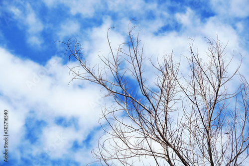 dry tree against blue sky