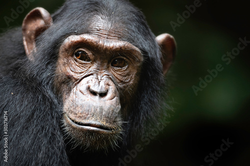 Chimpanzee © Keith