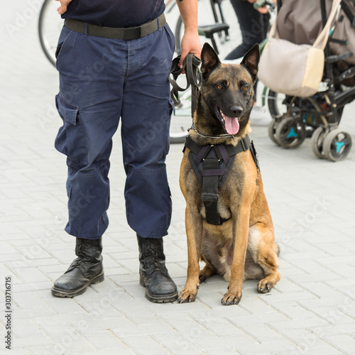 Malinois belgian shepherd guard the border. The border troops demonstrate the dog's ability to detect violations. 