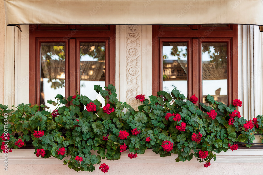 Windows decorated with Geranium flowers.