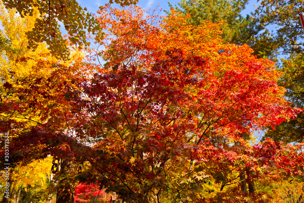 NAMI ISLAND, S. KOREA - OCTOBER 27, 2019: Beautiful landscape inside Nami island where thousands of tourists coming to visit this place every to enjoy colorful leaves in Autumn. NAMI ISLAND, S. KOREA - OCTOBER 27, 2019: Beautiful landscape inside Nami island where thousands of tourists coming to visit this place every to enjoy colorful leaves in Autumn.
