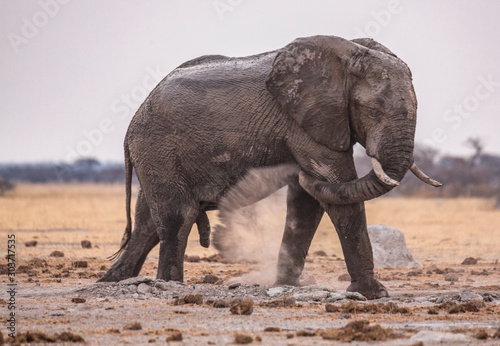 elephant Dusting
