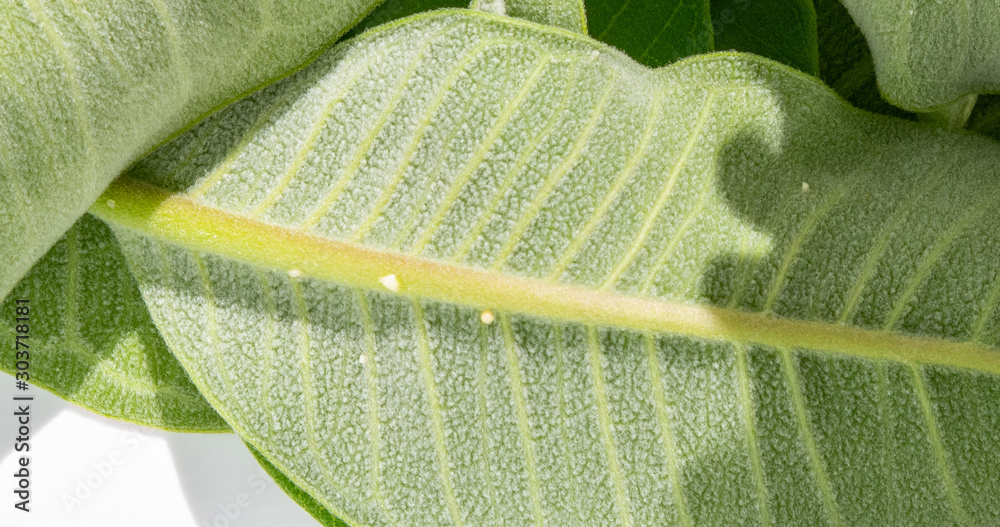 Fotografie Transformation - Macro monarch egg on milkweed