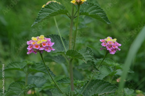 Flores de Lantana camara, comúnmente conocido como cariaquito encarnado, camará, lantana, bandera española, ou i tomaca, confite, frutillo o supirrosa, de la familia verbanaceae photo