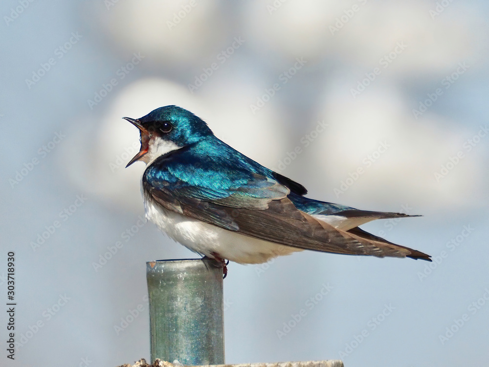 Fotografie swallow with mouth open