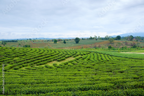Field of green tea in fram