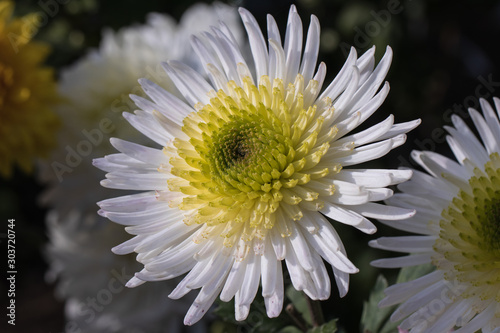 White chrysanthemums close up in autumn Sunny day in the garden. Autumn flowers. Flower head