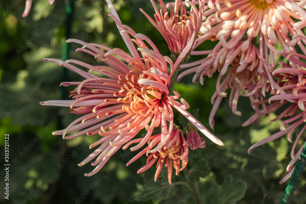 Beautiful orange chrysanthemums close up in autumn Sunny day in the garden. Autumn flowers. Flower head Beautiful orange chrysanthemums close up in autumn Sunny day in the garden. Autumn flowers. Flower head