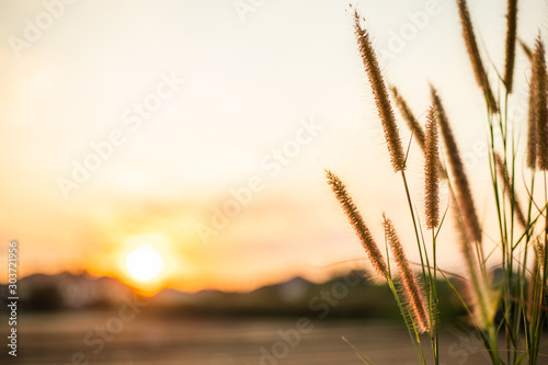 Flowers, grass and the setting sun