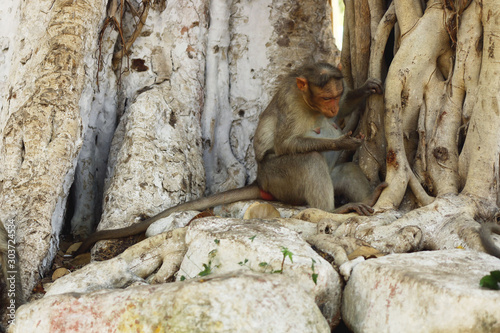 Indian Monkey Images 