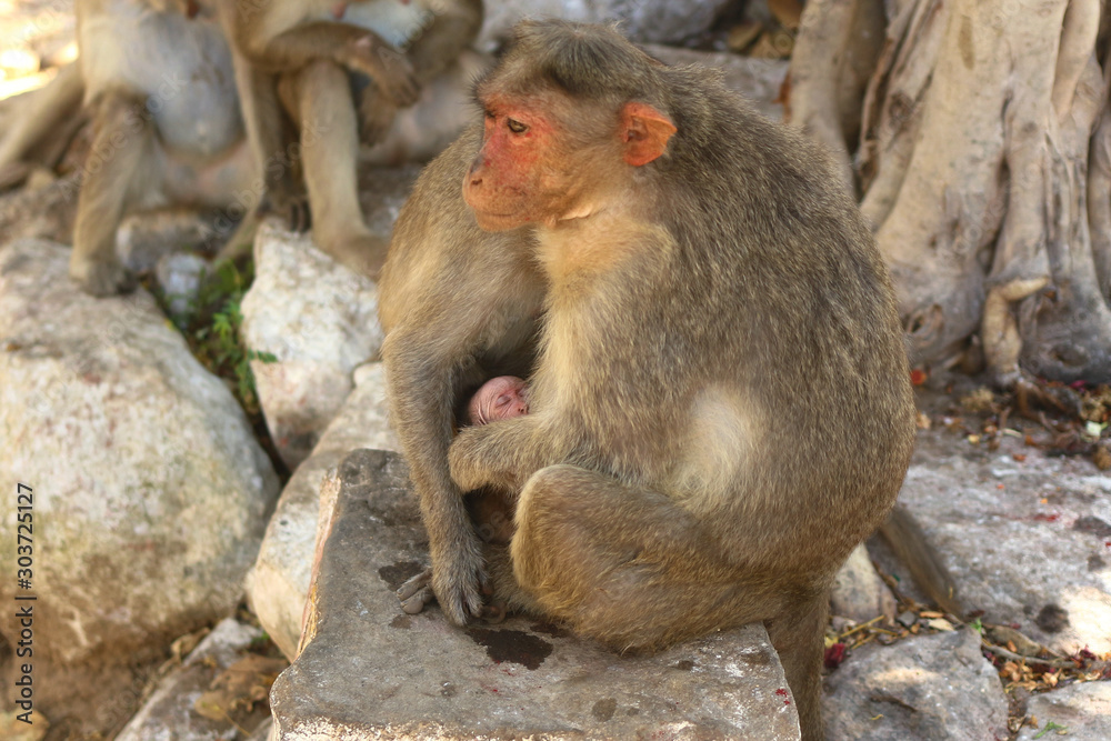 Indian Monkey Images Indian Monkey Images