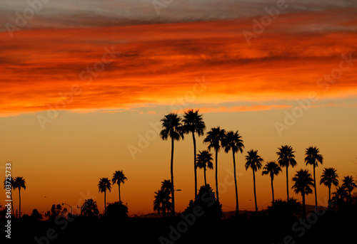 silhouette of palm trees at sunset in Phoenix