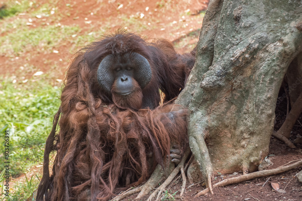 Obraz premium Big male orangutan
