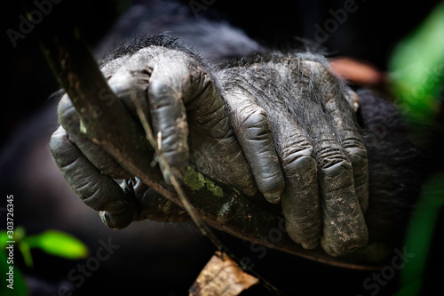 Chimpanzee's hands