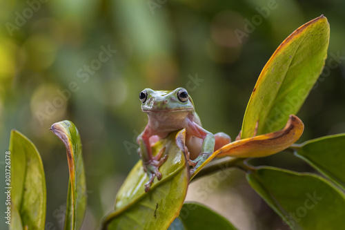 Dumpy frog aka green tree frog