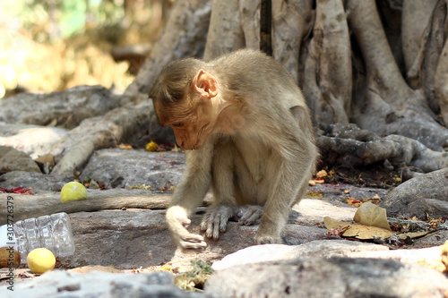 Indian Monkey Images 