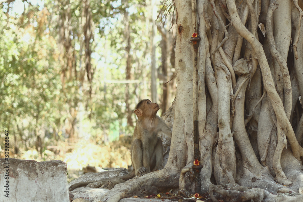 Indian Monkey Images 