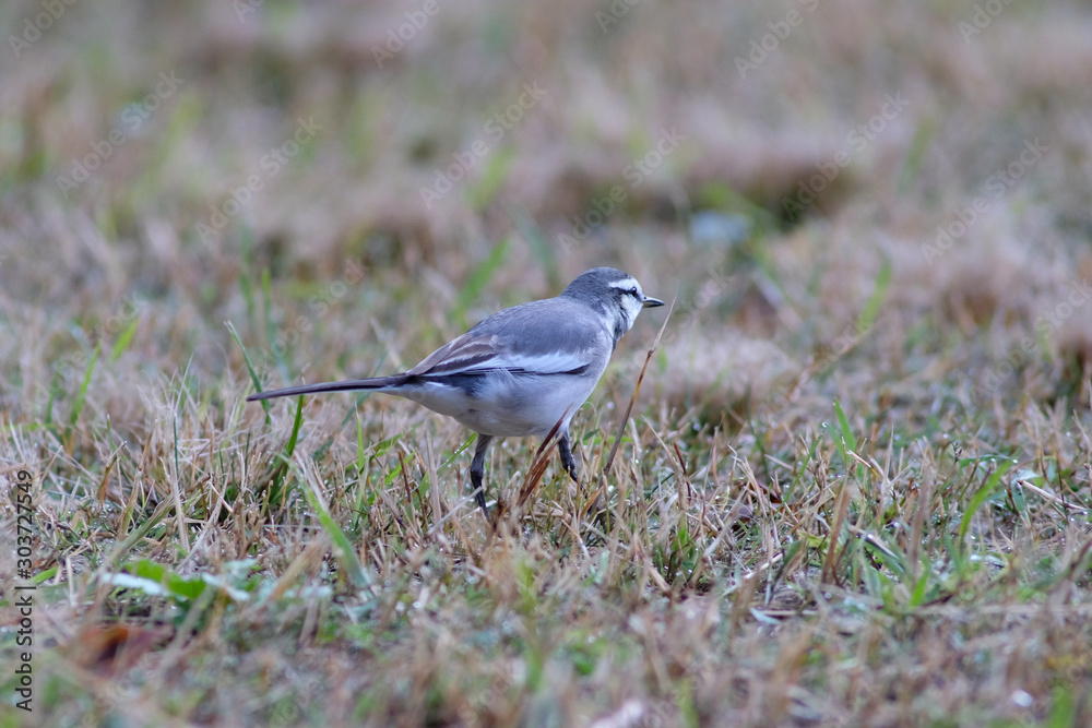 white wagtail in park white wagtail in park