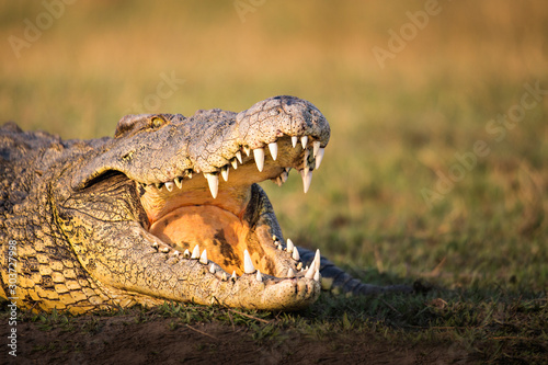 Fotomurale crocodile with mouth open