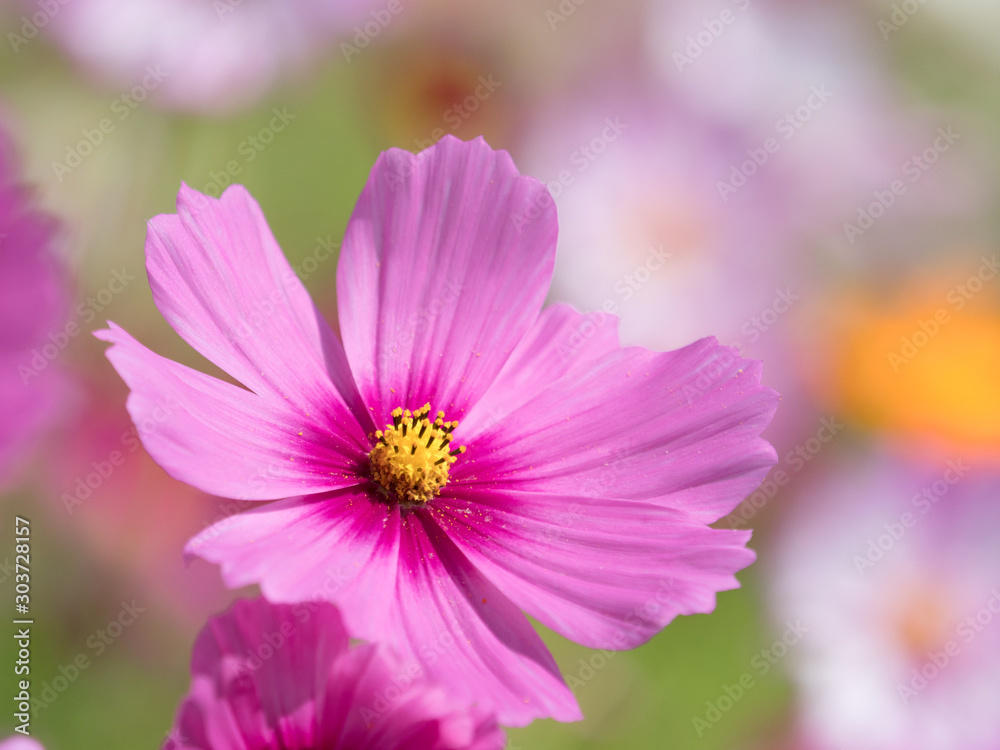 Fototapeta premium コスモスの花
