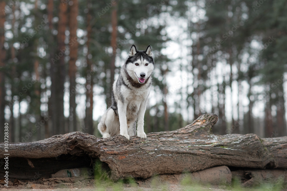 dog stands n the forest. Siberian Husky in the nature dog stands n the forest. Siberian Husky in the nature