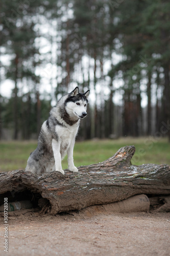 dog stands n the forest. Siberian Husky in the nature © Anna Averianova