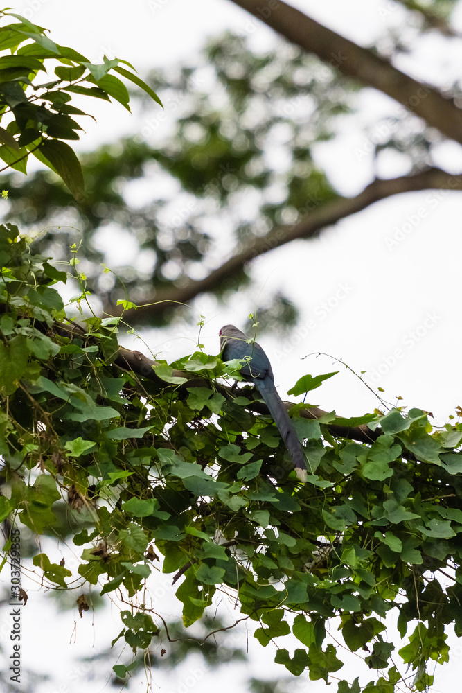 beautiful bird in nature beautiful bird in nature