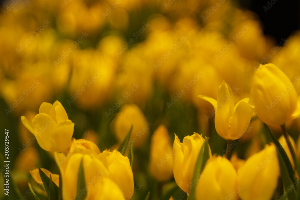 Luscious yellow tulip flower with bubble blur background
