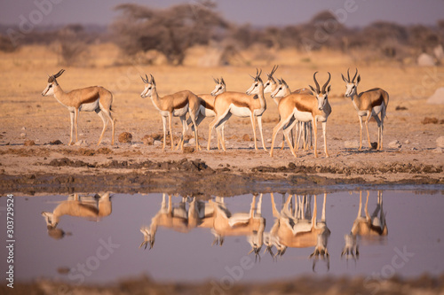 Springbok Reflection